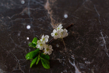 Fototapeta na wymiar blooming apple tree branch in the rain on a dark marble table, the concept of relaxation and meditation
