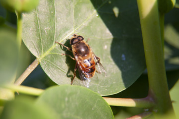 worker bee standing on a caper leaf