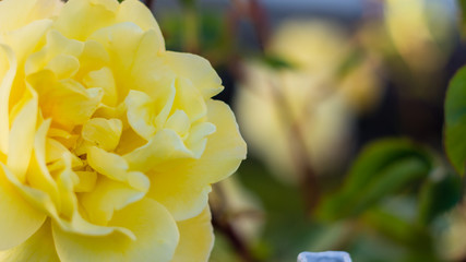 Flor amarilla, detalle © Jose
