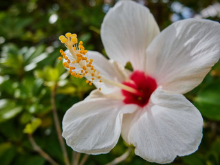 white hibiscus macro