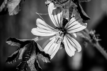 Detalle d flor, blanco y negro