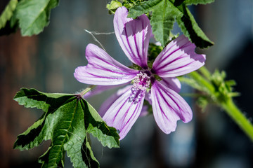 Detalle de flor violeta