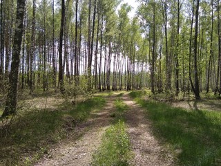 forest road in a birch grove
