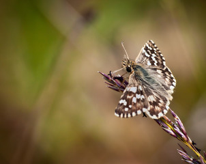 Fototapeta na wymiar macro butterfly with wings spread