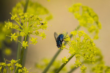 Detalle de una mosca sobre una planta