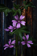 Detalle de flores silvestres