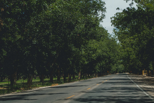 Empty road surrounded by large trees on the way  to Mesilla New Mexico