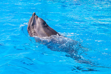 Dolphin lies in the pool and asks to eat