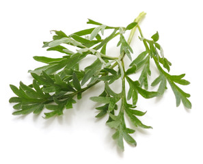 Leaves of wormwood.