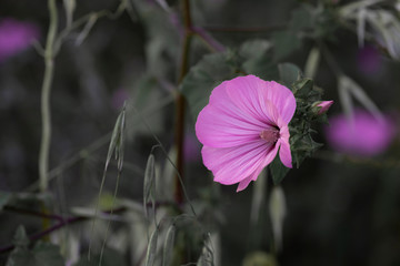 Sole pink flower in the grass
