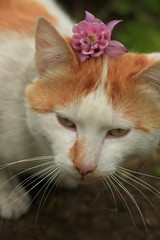 Portrait of cute fluffy cat