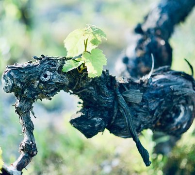 vine trunk  cut in double guyot with thick  branches and young leaves growing on old plant on a bright sunny spring day