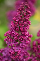 close up of a pink flower