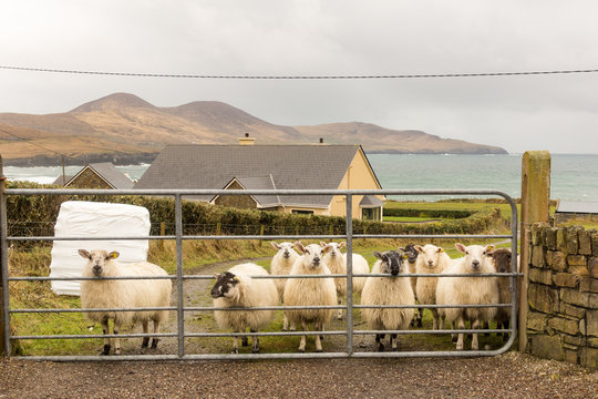 Irland, Kerry, County Kerry, Ring of Kerry, Schafherde auf gr&uuml;ner Wiese am Meer