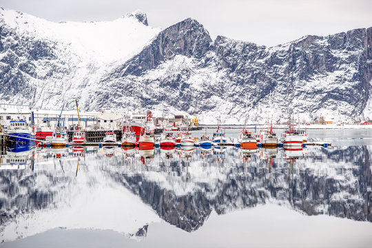 Norwegen, Troms, Senjahopen, Der kleine Fischereihafen w&auml;hrend der Skrei Saison, links die Fischfabrik. Skrei=Winterkabeljau