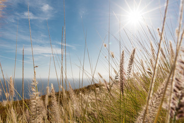 Spanien, Kanarische Inseln, Teneriffa, Am Meer auf Teneriffa bei Talbaiba, Blick durch die Gräser auf das Meer