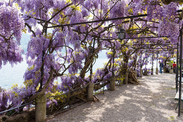 Italien, Lombardia, Tremezzina, Botanischer Garten mit einer Pergola aus Japanischem Blauregen