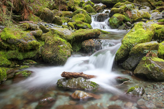 Neuseeland, Southland, Fiordland National Park, Wasserlauf im Wald, bemooste Steine