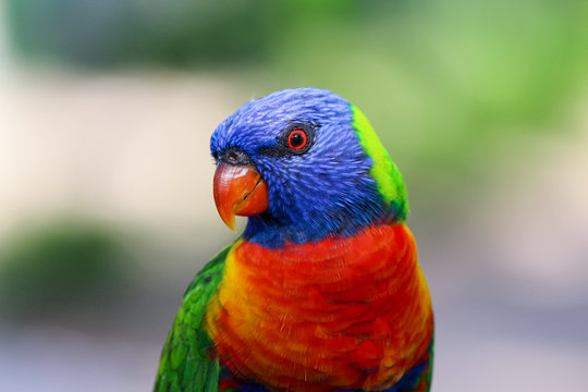 Australien, Magnetic Island, Townsville, Lory Papageien