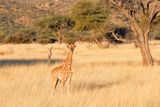 Namibia, Okapuka Ranch, Safari, Game Drive, Kleine Giraffe in der Natur