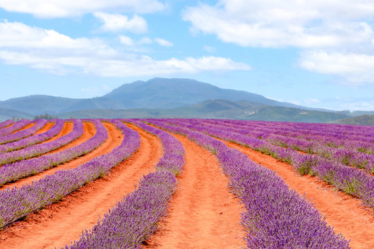 Australien, Tasmanien, Bridestowe Lavender Estate, Lavendel