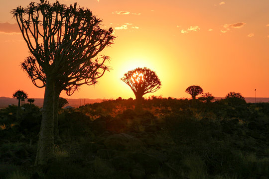 Namibia, Karas, Keetmanshoop, K&ouml;cherb&auml;ume bei Abendr&ouml;te, K&ouml;cherbaum, eine Pflanzenart der Gattung der Aloen in der Unterfamilie der Affodillgew&auml;chse
