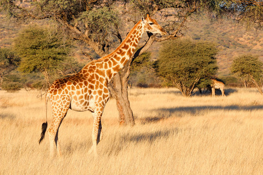 Namibia, Okapuka Ranch, Safari, Game Drive, Zwei Giraffen in der Wildnis