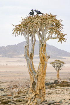 Namibia, Khomas, K&ouml;cherbaum in der W&uuml;ste, K&ouml;cherbaum, eine Pflanzenart der Gattung der Aloen in der Unterfamilie der Affodillgew&auml;chse