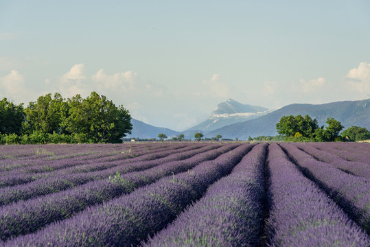 Frankreich, Provence-Alpes-C&ocirc;te d'Azur, Baudinard-sur-Verdon, Lavendelfelder in der Hochebene von Valensole im Abendlicht