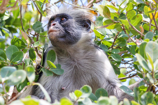 Tansania, Sansibar, Jozani Rainforrest, Roter Stummelaffe, Red Colobus Monkey