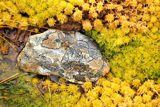 Neuseeland, Southland, Fiordland National Park, gemusterter Stein im gelbgrünen Moos