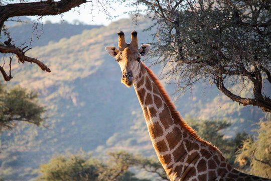 Namibia, Okapuka Ranch, Safari, Game Drive, Giraffe zwischen Baumkronen