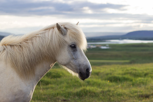 Island, Su&eth;urland, Ein Pferd, das einmal Island verlassen hat darf nie wieder zur&uuml;ck. In Deutschland gibt es mehr Islandpferde, als in Island selbst