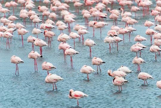 Namibia, Erongo, Walvis Bay, Flamingo-Herde im Meer