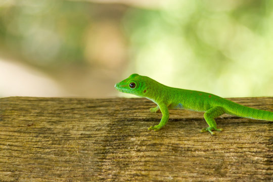 Madagaskar, Antsiranana Province, Gr&uuml;ne Eidechse auf einem Baum