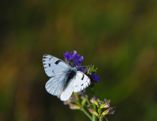 Stretching out the butterfly wings in the meadow of wild flowers