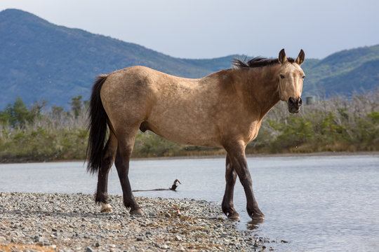 Chile, Regi&oacute;n de Magallanes y de la Ant&aacute;rtica Chilena, Ultima Esperanza, Torres del Paine, Patagonien, wilde Natur, ein Pferd trinkt am Fluss