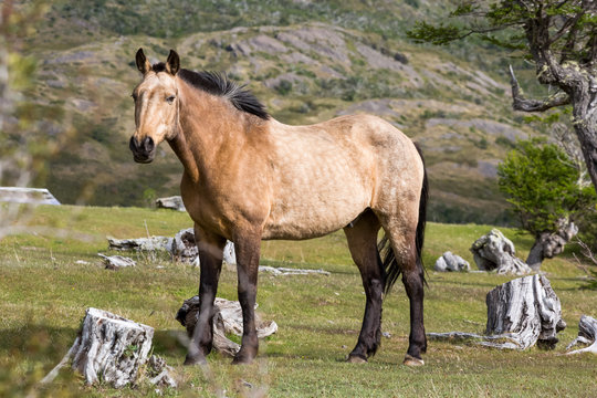 Chile, Regi&oacute;n de Magallanes y de la Ant&aacute;rtica Chilena, Ultima Esperanza, Torres del Paine, Patagonien, ein Pferd in der Natur