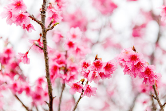 Japan, Okinawa-ken, Nakagami-gun, Kirschbl&uuml;ten auf Okinawa, dunkle Kirschbl&uuml;te, Sakura