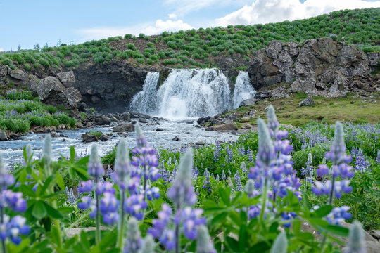 Island, H&ouml;fu&eth;borgarsv&aelig;&eth;i&eth;, Reykjavik, Wasserfall Fossarrett, eingebettet in einer vulkanischen Landschaft mit gr&uuml;nem Gras