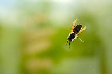 A wasp sits on a glass on a background of green trees. The wasp after waking up flew into the apartment. danger -  wasp can sting a person or a pet in the summer