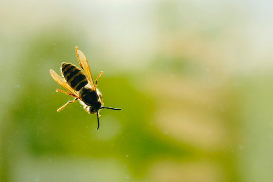 A wasp sits on a glass on a background of green trees. The wasp after waking up flew into the apartment. danger -  wasp can sting a person or a pet in the summer