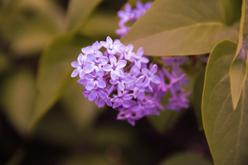 close up of lilac