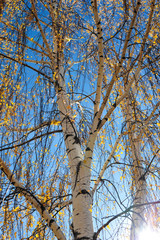 Fall leaves of a birch tree in the city park