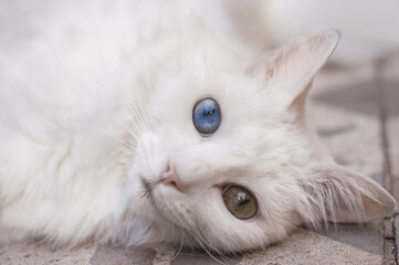 heterochromia cat