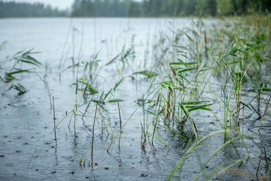 Finnland, 10 Tage leben im M&ouml;kki, auf einer Insel die nur mit dem Ruderboot zu erreichen ist. Der n&auml;chste Ort Juvola ist 1 km entfernt. Region Linnansaari Nationalpark, Schilf im Regen