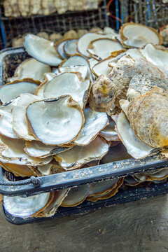 Vietnam, Quảng Ninh, Th&agrave;nh phố Hạ Long, Legend Pearl Halong Bay. Perlenfarm in der Halong Bucht. Austernzucht und Austernperlen / Zuchtperlen Herstellung. Perlenfarm in der Halongbucht in Vietnam. Es werden Rohlinge in Perlenaustern eingesetzt, und nach einer gewissen Zeit die fertigen Perlen wieder herausgenommen., Austern-Muscheln in einer Glasschale