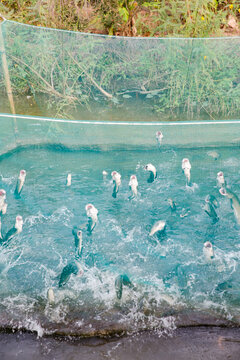 Vietnam, Cần Thơ, B&igrave;nh Thủy, Zu Besuch bei den Fischz&uuml;chtern von fliegenden Fischen auf der Insel Con Son (Cồn Sơn, B&ugrave;i Hữu Nghĩa,) in der N&auml;he von Cần Thơ der gr&ouml;&szlig;te Stadt im Mekong-Delta und gleichzeitig die Hauptstadt des Mekong Delta. F&uuml;tterung der fliegenden Fische. Fischfarmer (t&uuml;rkises T-Shirt)., Zappelnde Fische im Fischgehege