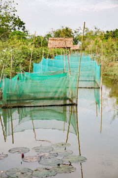 Vietnam, Cần Thơ, B&igrave;nh Thủy, Zu Besuch bei den Fischz&uuml;chtern von fliegenden Fischen auf der Insel Con Son (Cồn Sơn, B&ugrave;i Hữu Nghĩa,) in der N&auml;he von Cần Thơ der gr&ouml;&szlig;te Stadt im Mekong-Delta und gleichzeitig die Hauptstadt des Mekong Delta. F&uuml;tterung der fliegenden Fische. Fischfarmer (t&uuml;rkises T-Shirt)., Fischgehege auf dem Mekong