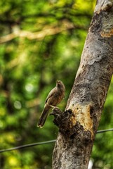 Birds 
bird 
Beautifulbird 
Naturebirds 
woodpecker on tree